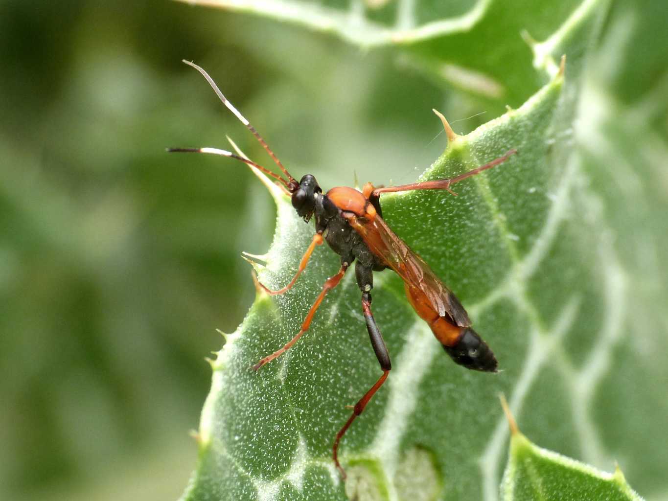 Ichneumonidae su cardo: Ctenochares bicolorus